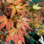 Acer Palmatum 'Nogat' - Érable du Japon vert chez Palmatia Plantes