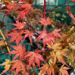 Acer Palmatum 'Nogat' disponible en notre magasin en ligne de plantes