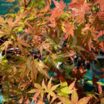 Acer palmatum 'Susan' disponible en notre magasin en ligne de plantes