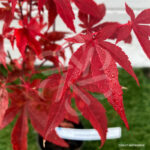 Acer palmatum 'Atropurpureum' - Érable du Japon