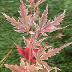 Acer palmatum Butterfly