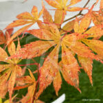 Acer palmatum 'Nyaku oji'