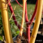 Acer Palmatum 'Bi-hoo' - Érable du Japon