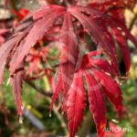 Acer palmatum 'Lilleane's Jewel' (Extravaganza) - Érable du Japon