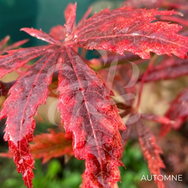 Acer palmatum 'Lilleane's Jewel' (Extravaganza) - Érable du Japon