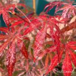 Acer palmatum 'Lilleane's Jewel' (Extravaganza) - Érable du Japon