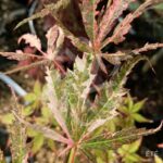 Acer palmatum 'Lilleane's Jewel' (Extravaganza) - Érable du Japon