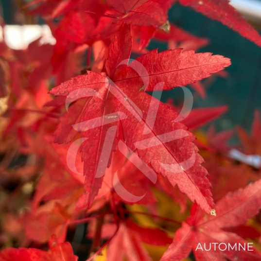 Acer palmatum 'Wilson's Pink Dwarf' - Érable du Japon