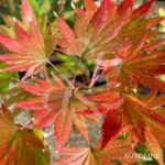 Acer shirasawanum 'Jordan' - Érable du Japon