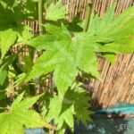 Acer shirasawanum 'Jordan' - Érable du Japon