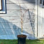 Acer palmatum 'Emerald Lace' - Érable du Japon dissectum