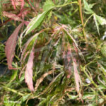 Acer palmatum 'Lilleane's Jewel' (Extravaganza) - Érable du Japon