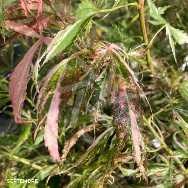 Acer palmatum 'Lilleane's Jewel' (Extravaganza) - Érable du Japon