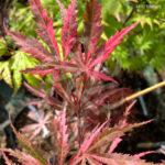 Acer palmatum 'Lilleane's Jewel' (Extravaganza) - Érable du Japon