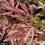 Acer palmatum 'Lilleane's Jewel' (Extravaganza) - Érable du Japon