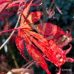 Acer palmatum 'Lilleane's Jewel' (Extravaganza) - Érable du Japon
