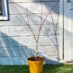 Acer pseudosieboldianum 'North Wind' - Érable du Japon