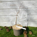 Acer palmatum 'Collingwood Ingram' - Érable du Japon