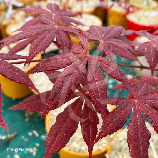 Acer Palmatum 'Sylvie' - Érable du Japon chez Palmatia Plantes