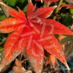 Acer Palmatum 'Zokumei' - Érable du Japon