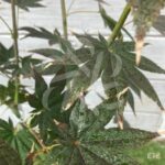 Acer Palmatum 'Zokumei' - Érable du Japon