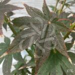 Acer Palmatum 'Zokumei' - Érable du Japon