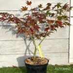 Acer palmatum 'Ariadne' - Érable du Japon