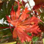 Acer palmatum 'Ariadne' - Érable du Japon