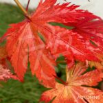 Acer palmatum 'Ariadne' - Érable du Japon