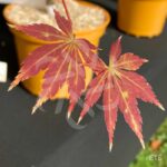 Acer palmatum 'Autumn Showers' - Érable du Japon