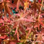 Acer palmatum 'Collingwood Ingram' - Érable du Japon