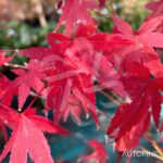 Acer palmatum 'Collingwood Ingram' - Érable du Japon