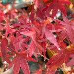 Acer palmatum 'Collingwood Ingram' - Érable du Japon