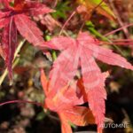 Acer palmatum 'Collingwood Ingram' - Érable du Japon