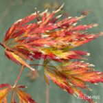 Acer Palmatum 'Dr Baker' - Érable du Japon dissectum