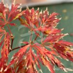 Acer Palmatum 'Dr Baker' - Érable du Japon dissectum