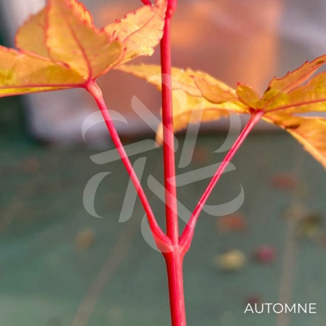 Acer palmatum 'Eddisbury' - Érable du Japon