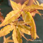 Acer palmatum 'Eddisbury' - Érable du Japon