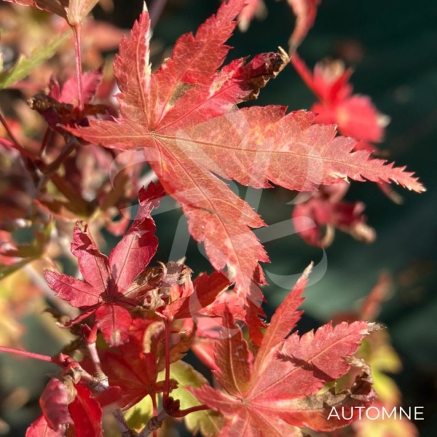 Acer Palmatum 'Kingsville Variegated' - Érable du Japon