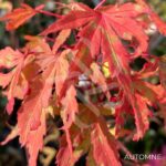 Acer Palmatum 'Metamorphosa' - Érable du Japon