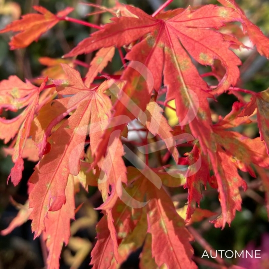 Acer Palmatum 'Metamorphosa' - Érable du Japon