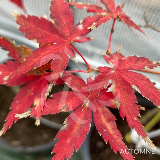 Acer Palmatum 'Nanase Gawa' - Érable du Japon
