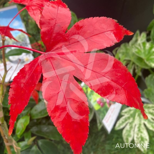 Acer palmatum 'Oo Momiji' - Érable du Japon