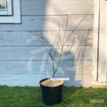 Acer Palmatum 'Phoenix' - Érable du Japon