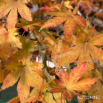 Acer palmatum 'Shohrei Ki Ji' - Érable du Japon