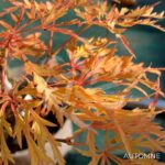 Acer Palmatum 'Waterfall' - Érable du Japon