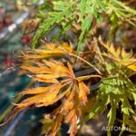 Acer Palmatum 'Waterfall' - Érable du Japon