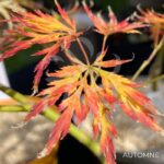 Acer Palmatum 'Waterfall' - Érable du Japon