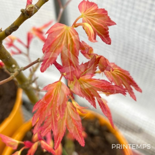 Acer palmatum 'Yashio' - Érable du Japon