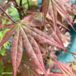 Acer palmatum 'Atropurpureum' - Érable du Japon